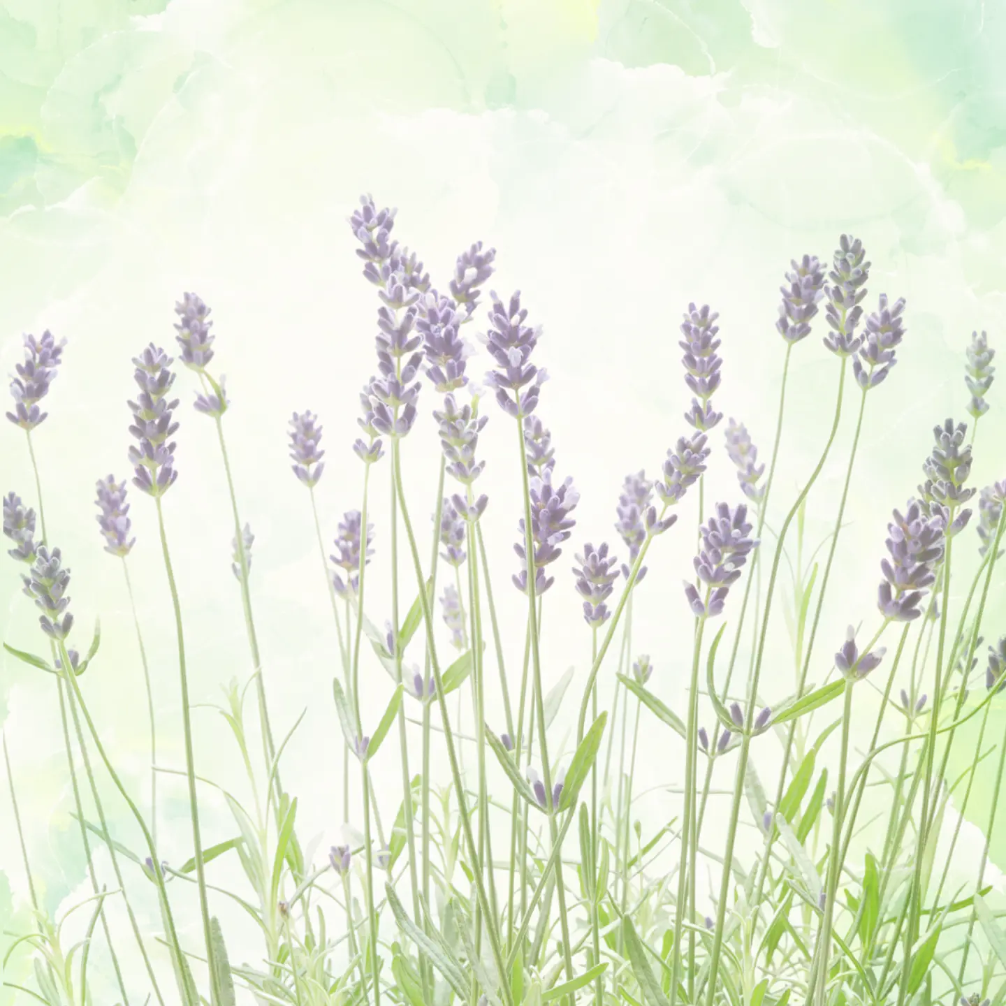 Lavanda en Maceta 2