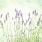 Lavanda en Maceta - Miniatura 2