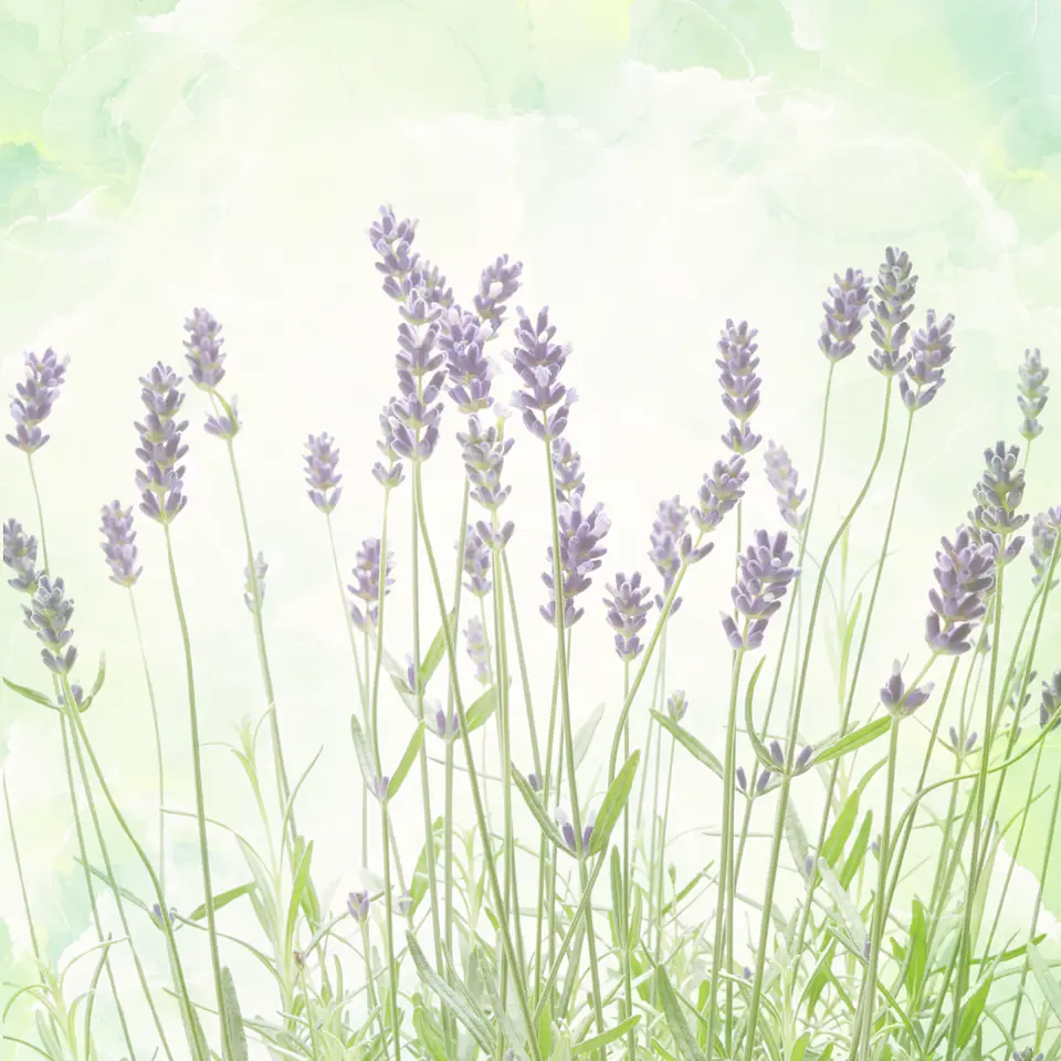 Lavanda en Maceta 2