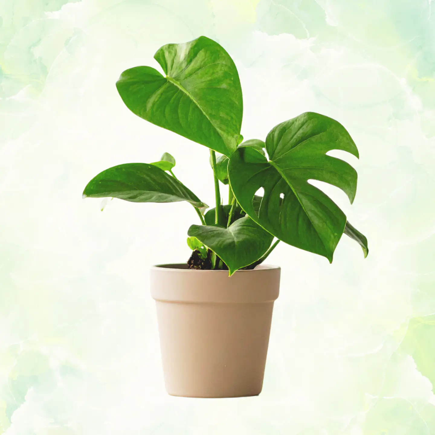 Monstera Deliciosa 1