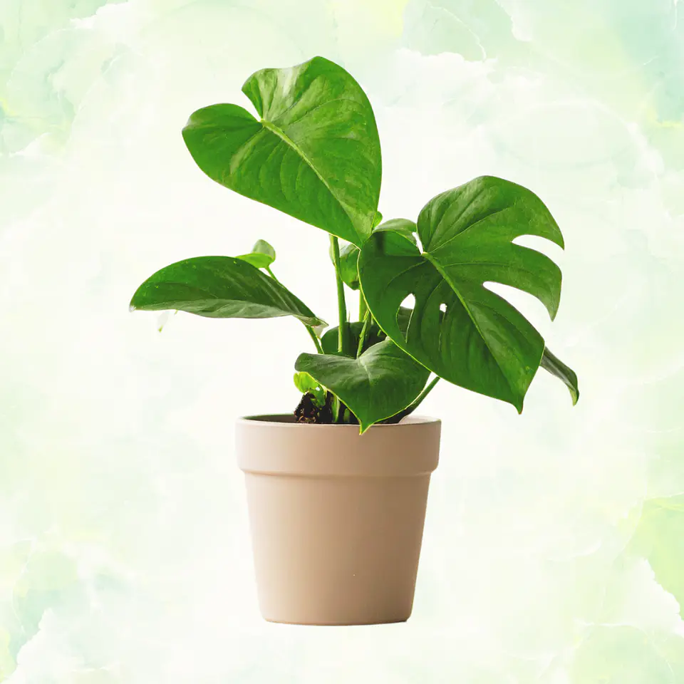 Monstera Deliciosa 1