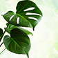Monstera Deliciosa - Miniatura 2