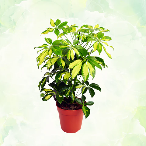 Chefflera