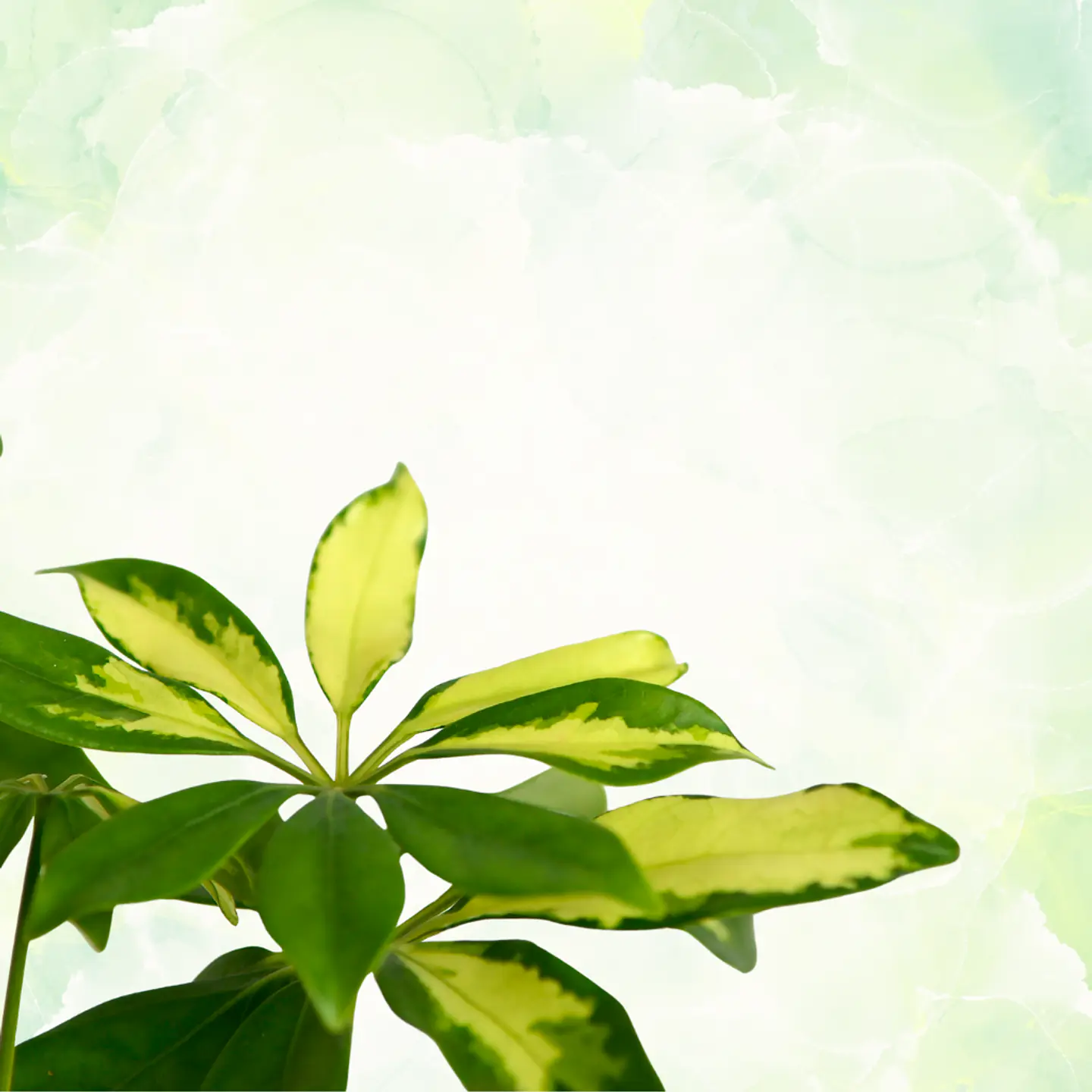 Chefflera 2