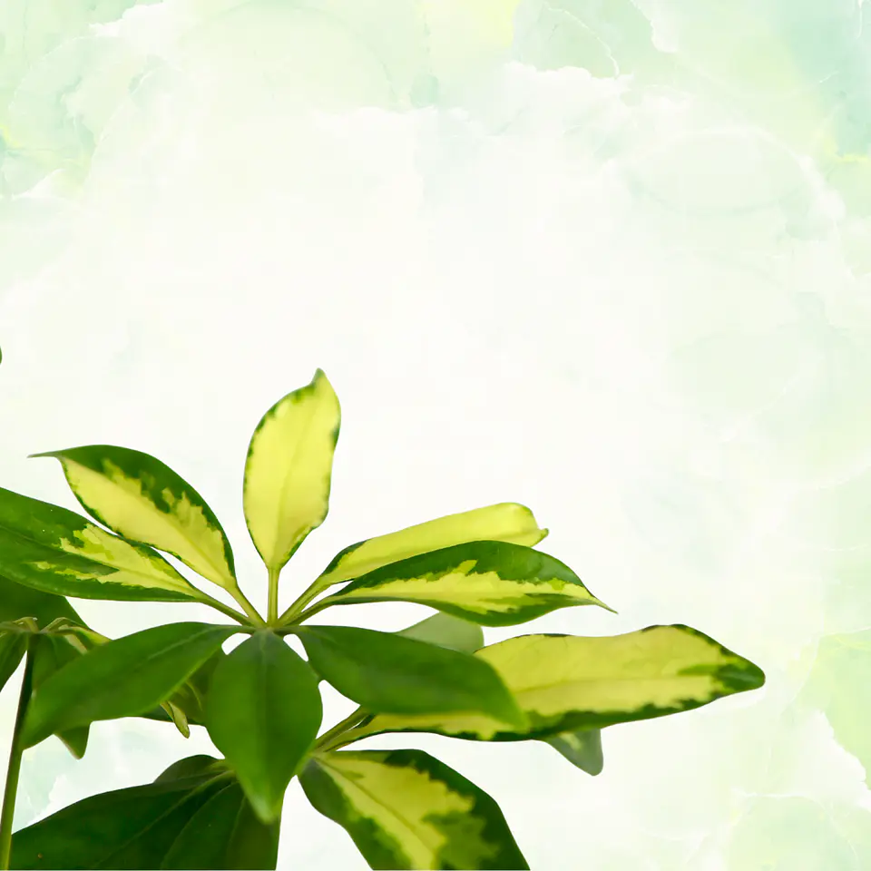 Chefflera 2