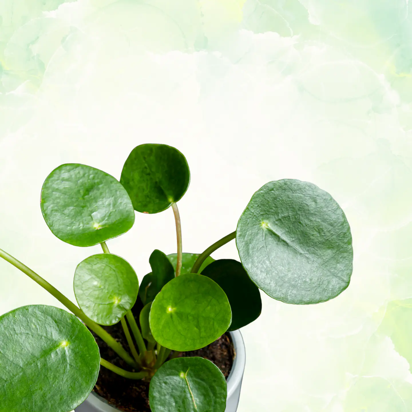 Pilea 2