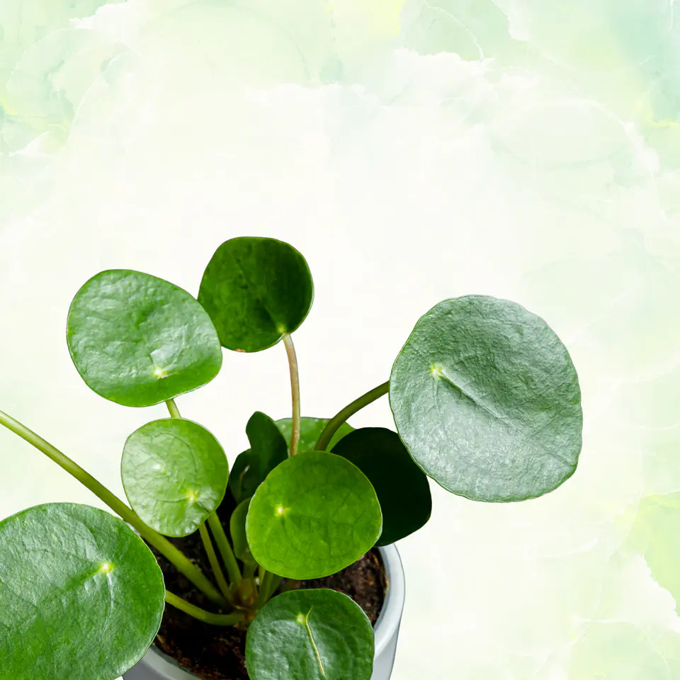 Pilea 2