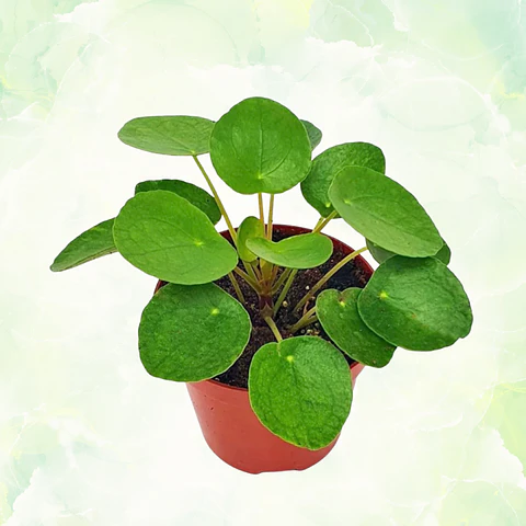 Pilea