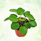 Pilea - Miniatura 1
