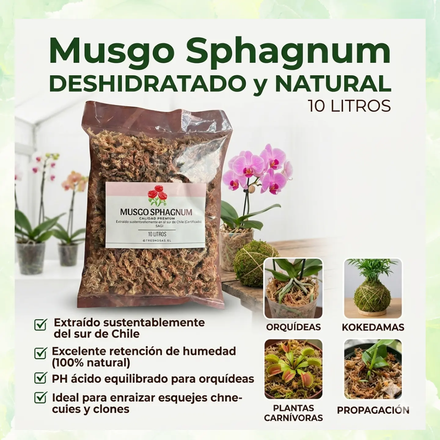 Musgo Sphagnum 1