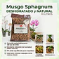 Musgo Sphagnum - Miniatura 1