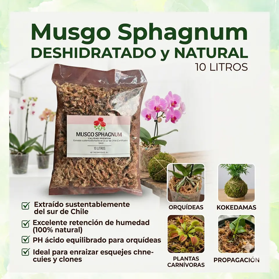 Musgo Sphagnum 1
