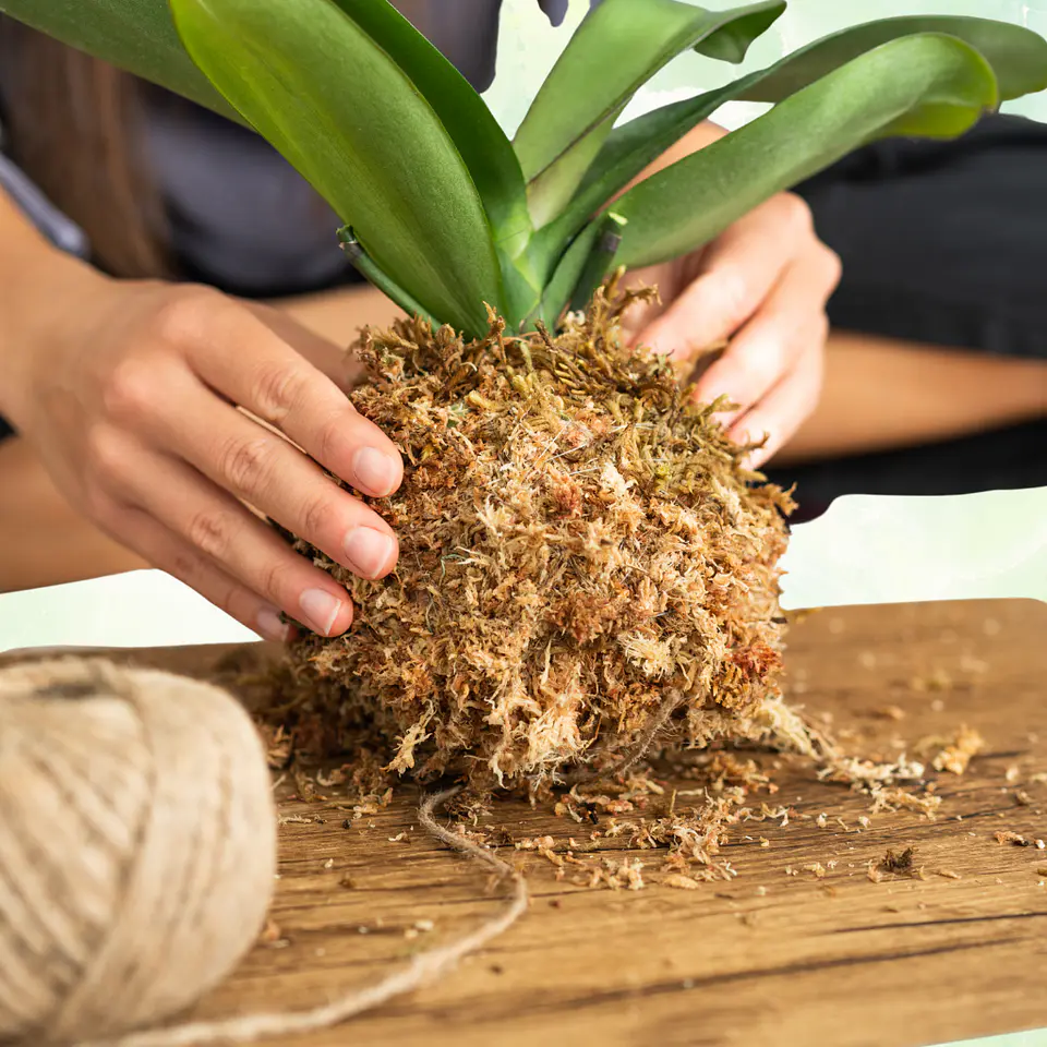 Kokedama 2