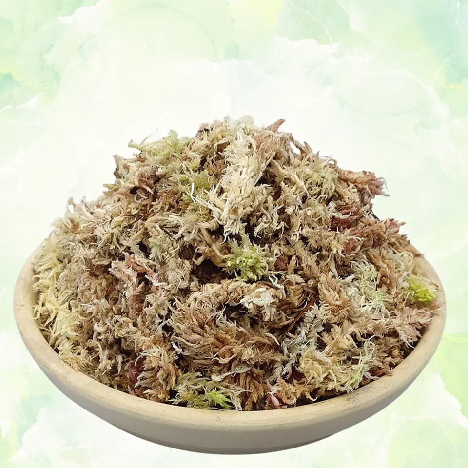 Musgo Sphagnum 2