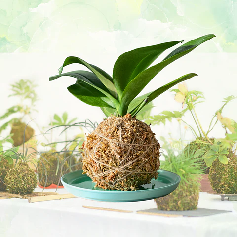 Kokedama