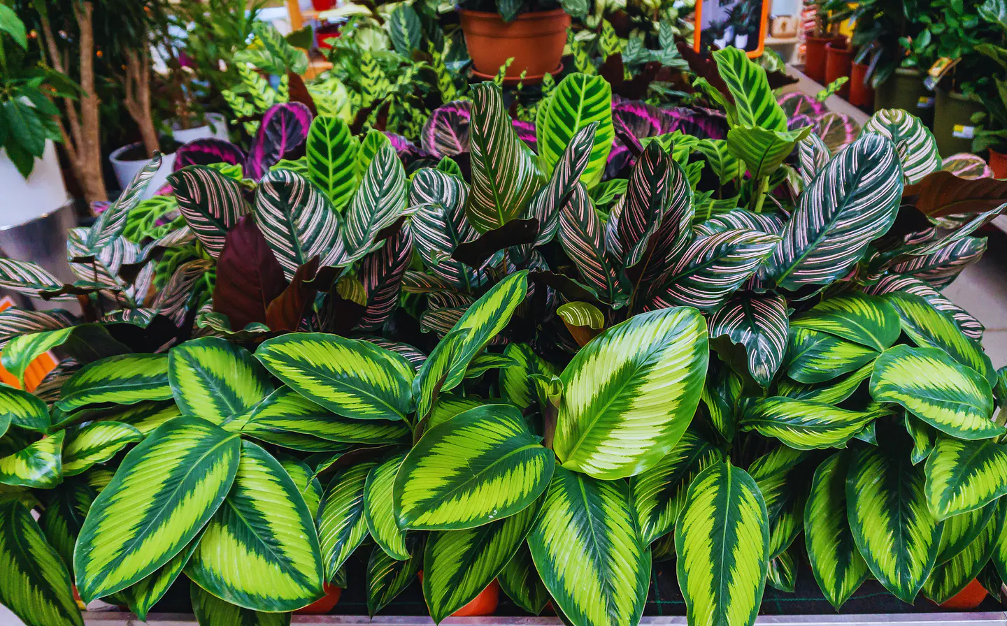 Transforma tus espacios con plantas vibrantes
