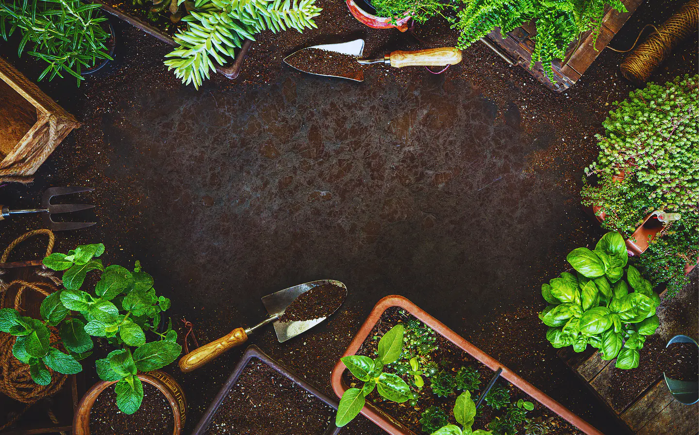 Sustratos y Musgos. Aportas nutrientes y mejoras la Vida de tus plantas.