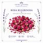 Rosa Rugosa 30 g 50 gr y 100 gr - Miniatura 2