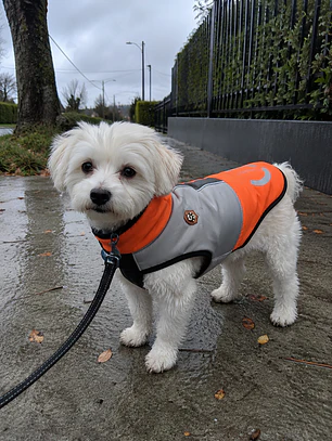 Parka Reflectante impermeable LampStand para perros Talla L