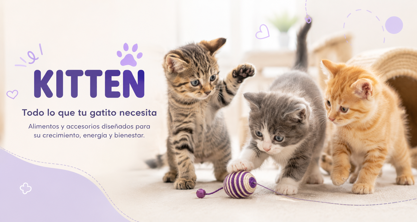 Kitten