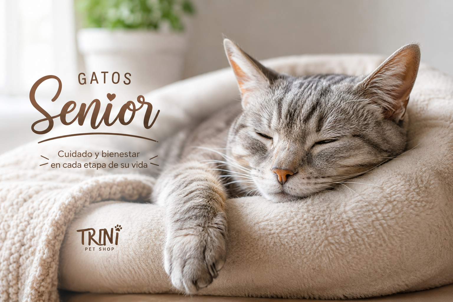 Gatos Senior