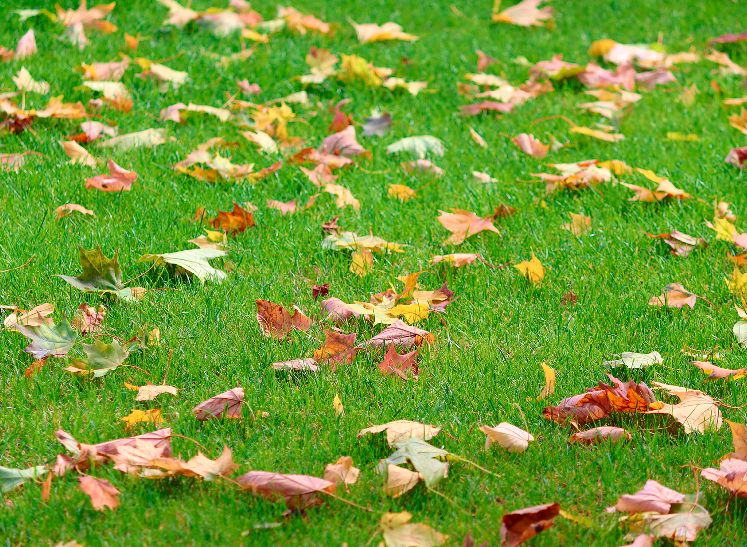 Lo que debes saber del césped sintético para jardín