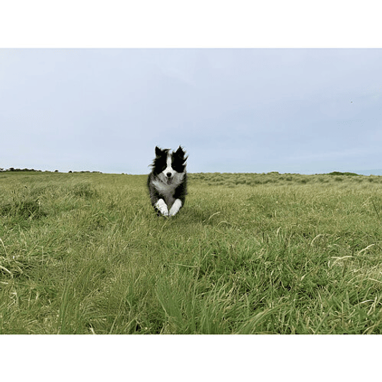 DJI Osmo Mobile 7 Smartphone Gimbal / 1000009060 - Image 9