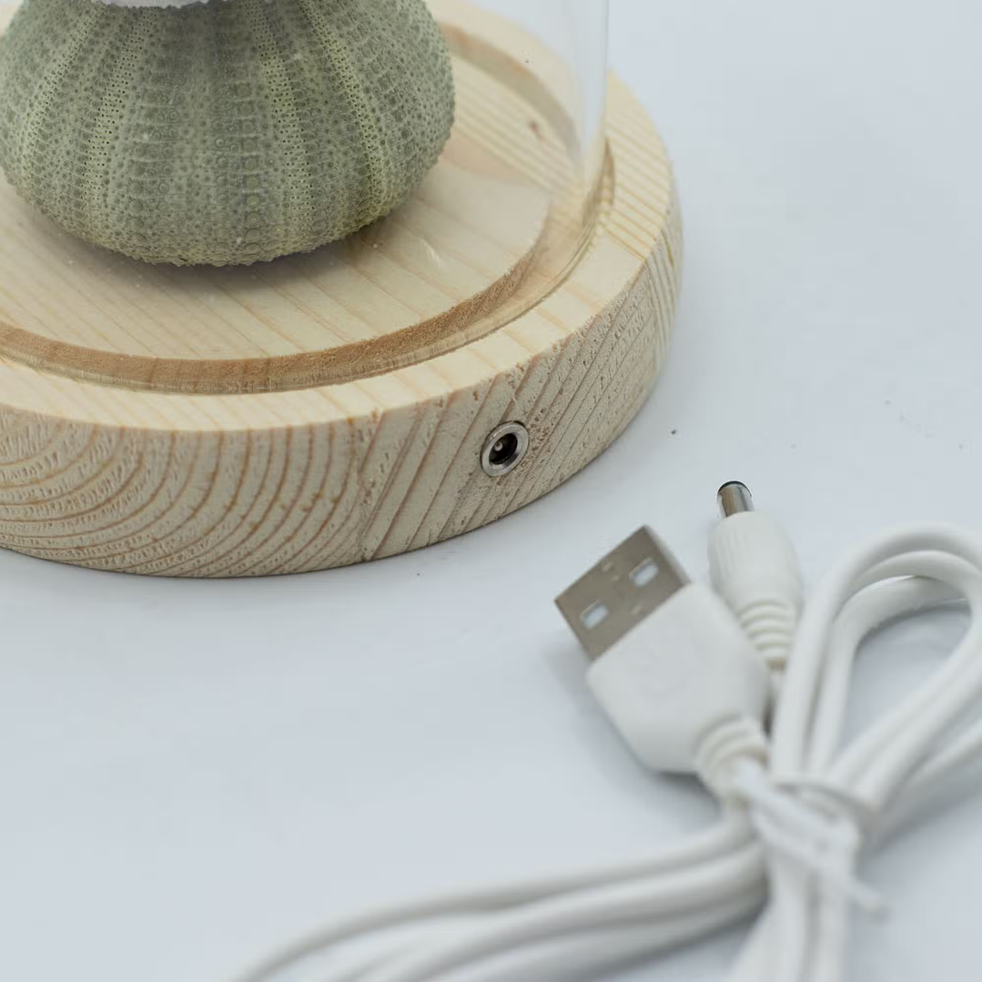 Candeeiro Escultural em Cúpula de Vidro – 3 Ouriços-do-Mar LED USB 3