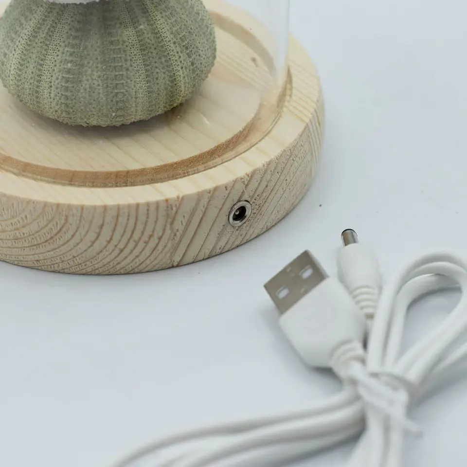 Candeeiro Escultural em Cúpula de Vidro – 3 Ouriços-do-Mar LED USB 3