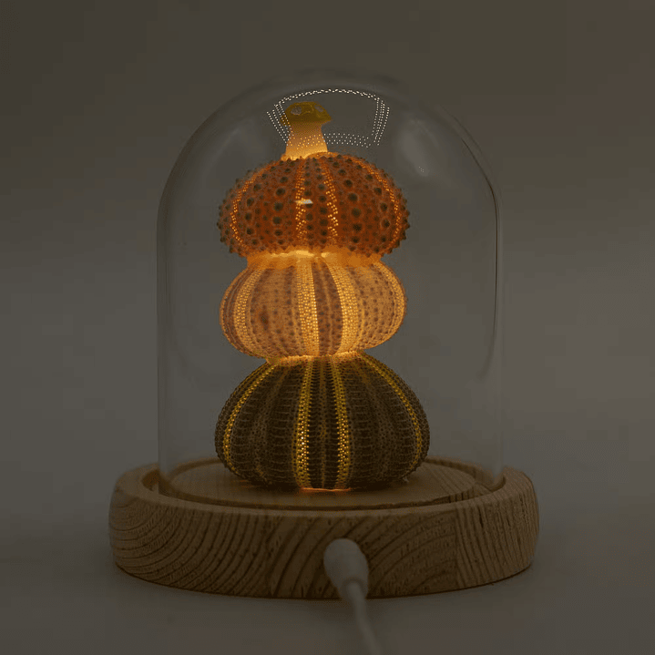 Candeeiro Escultural em Cúpula de Vidro – 3 Ouriços-do-Mar LED USB 1