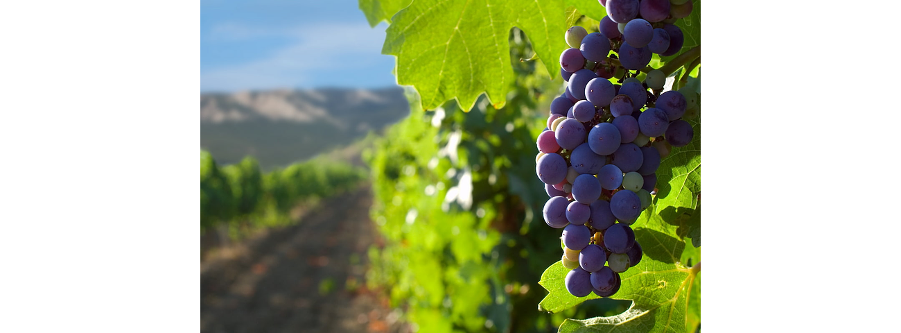 How is grape drying done?