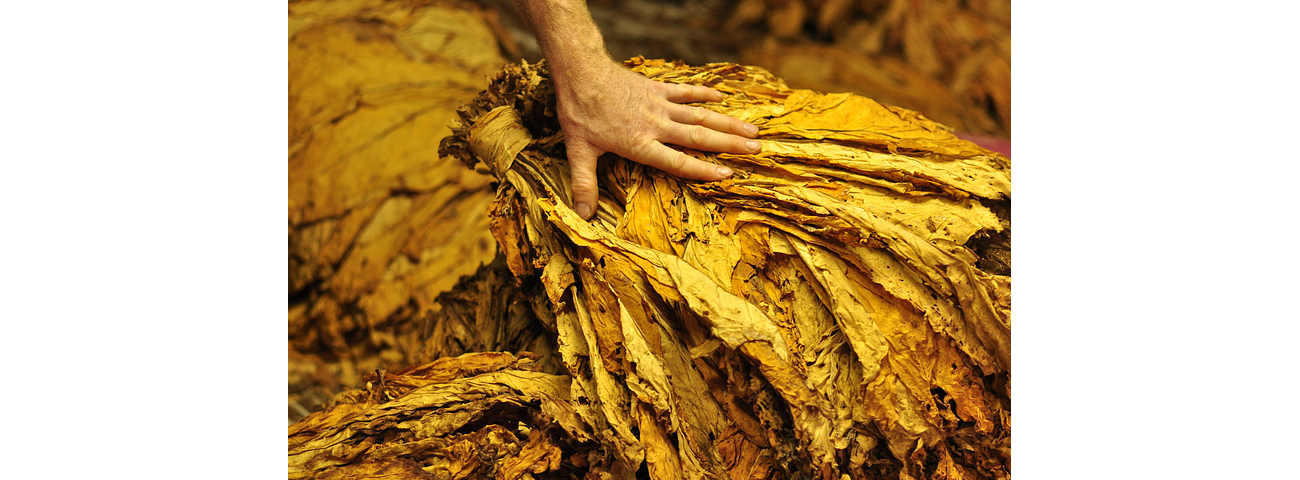 How to dry tobacco with the TROCKNNER dehydrator?