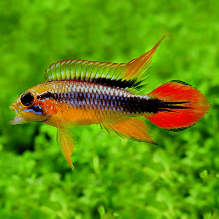 APISTOGRAMMA AGASIZII DOUBLE RED CASAL