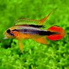 APISTOGRAMMA AGASIZII DOUBLE RED CASAL 1