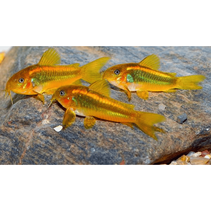 CORYDORA ORANGE LASER