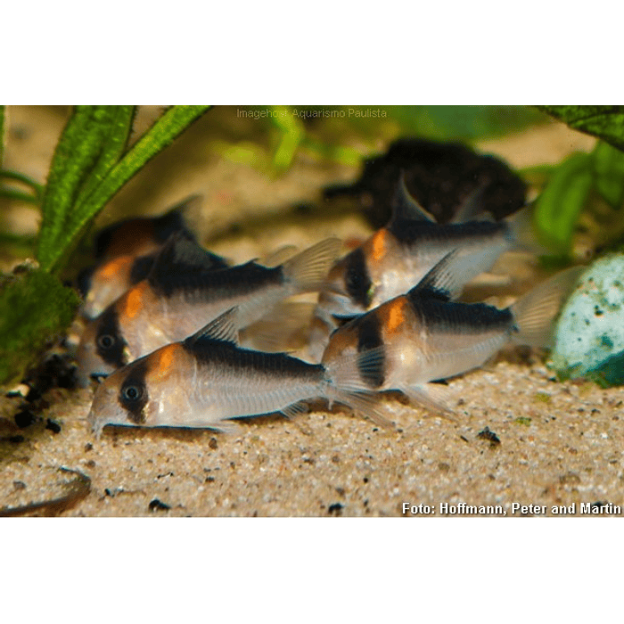 CORYDORA ADOLFOI 