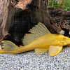 PLECOSTOMUS ALBINO 1