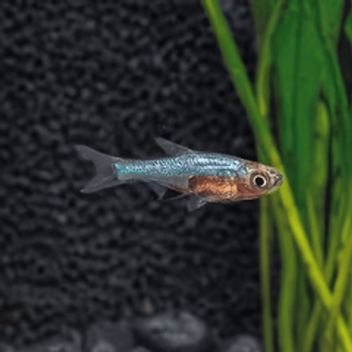 RASBORA NÉON AZUL 