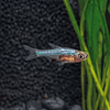 RASBORA NÉON AZUL  1