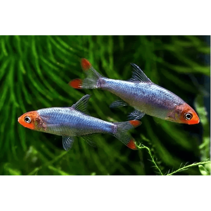 RASBORA SAWBWA
