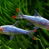 RASBORA SAWBWA 1