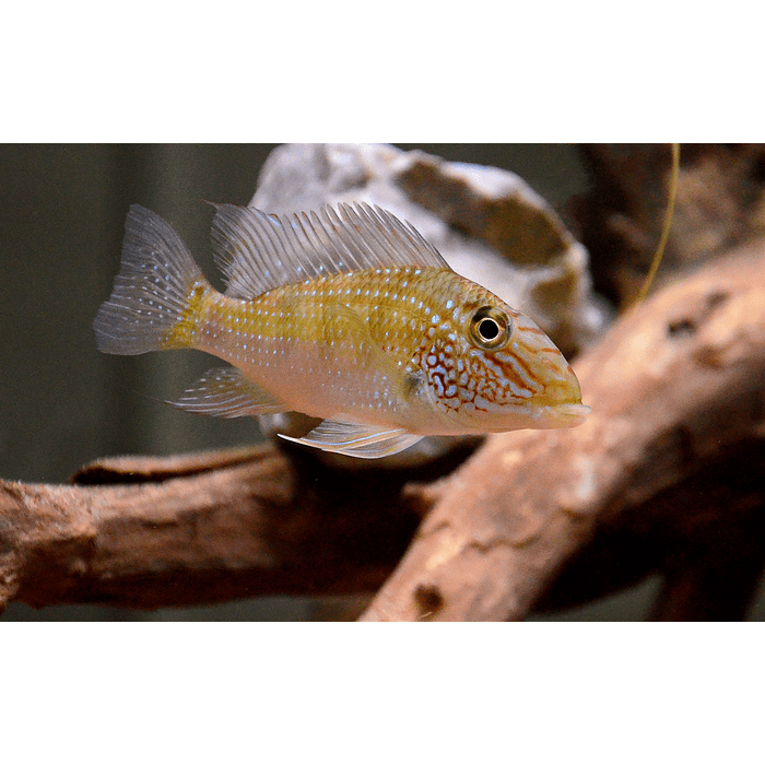 GEOPHAGUS JURUPARI