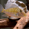 GEOPHAGUS JURUPARI 1