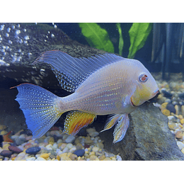 GEOPHAGUS HECKELLI ALBINO