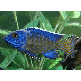 AULONOCARA BLUE PEACOCK