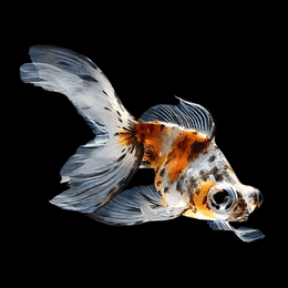 TELESCÓPIO BORBOLETA CALICO