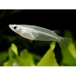 ORYZIAS JAVANICUS