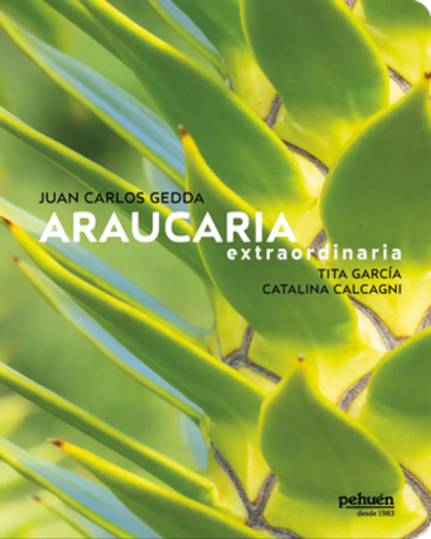 ARAUCARIA EXTRAORDINARIA 1
