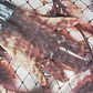 Disfraz De Rol Depredador De Halloween 150 cm Talla 12 - Miniatura 5