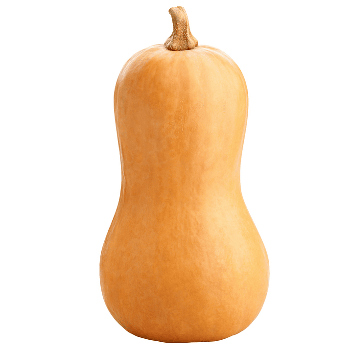 Zapallo Butternut (un)